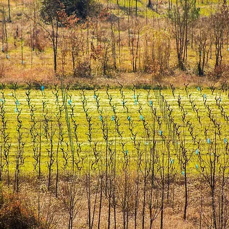 Discover Bairrada Sangalhos