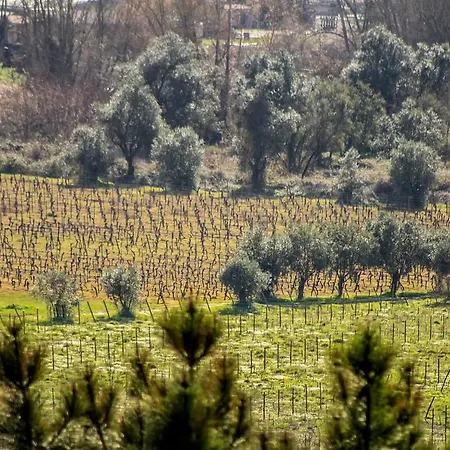 Discover Bairrada *